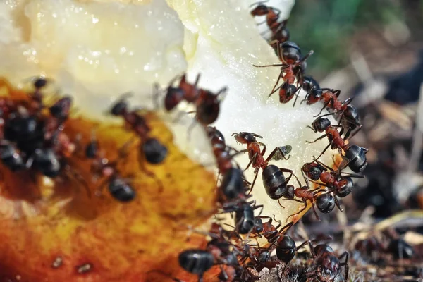Mrówki Jabłku — Zdjęcie stockowe