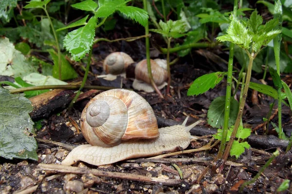 달팽이 Helix Pomatia 무척추동물 — 스톡 사진