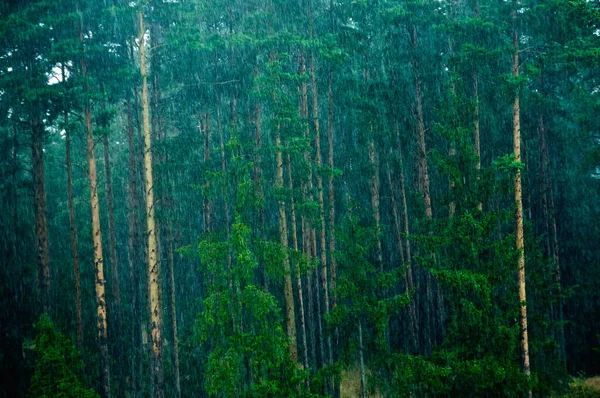 Regnet Heftig Einige Bäume Sind Sehen — Stockfoto