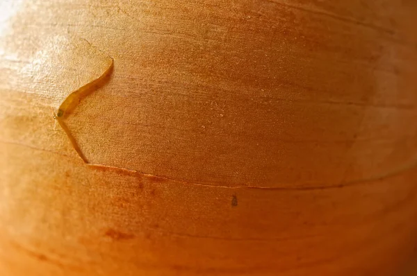 Oberfläche Einer Zwiebel — Stockfoto