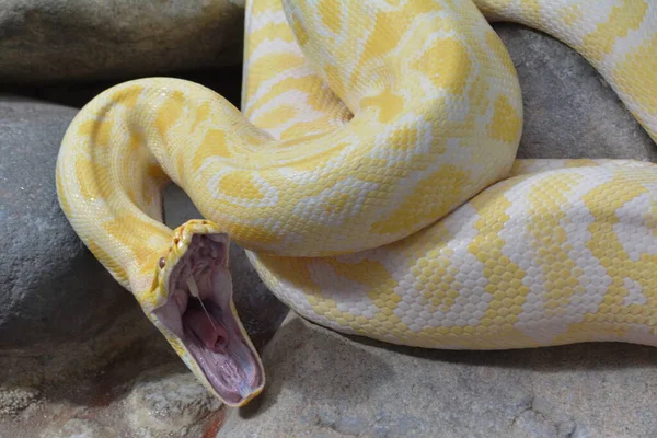 Veszélyes Kígyó Hüllő Ragadozó Kígyóbőr — Stock Fotó