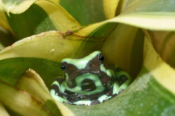Amazon Fauna Arrow Poison Frog — Stock Photo, Image