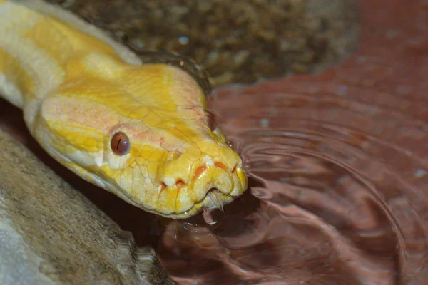 Serpente Pericoloso Predatore Rettile Pelle Serpente — Foto Stock