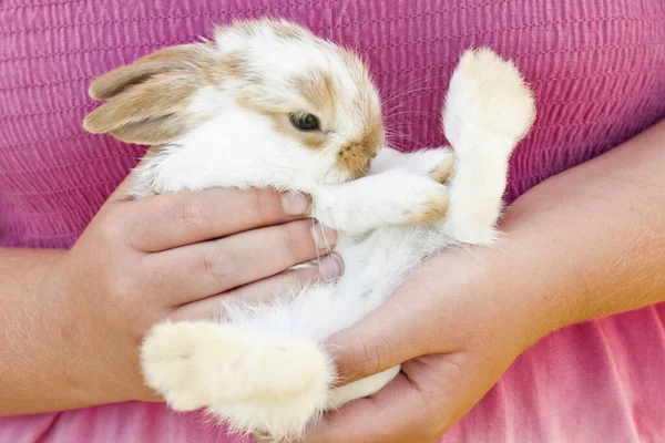 Tavşan Ellerde — Stok fotoğraf