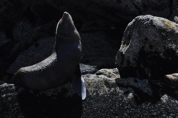 新西兰 米尔福德湾的海豹 — 图库照片