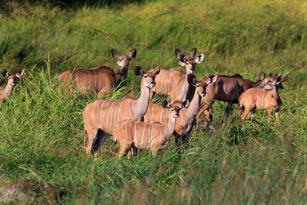 Kudu Antelope Animais Selvagens Fauna Natureza — Fotografia de Stock