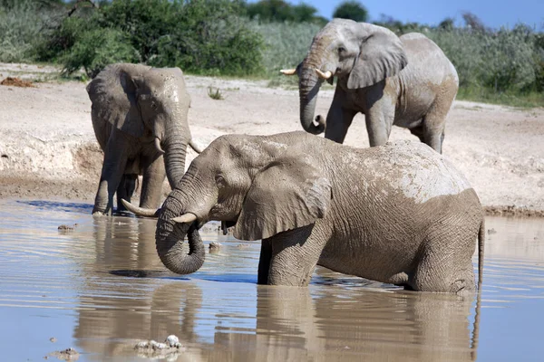 Elephants Savannah Desert Elephants — Stock Photo, Image