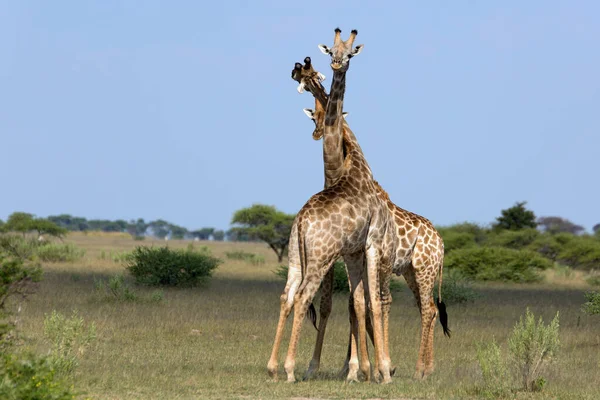 Zsiráf Állatok Vadvilág Afrikában — Stock Fotó