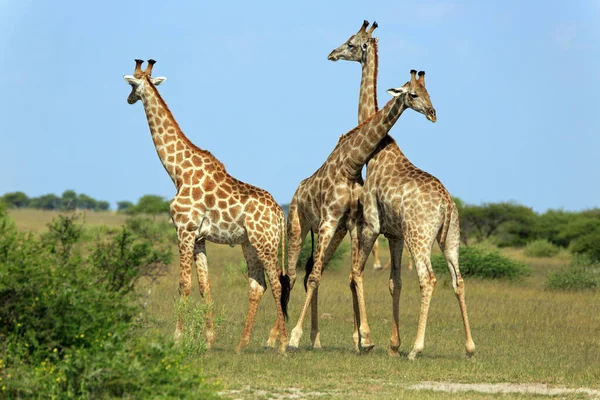 Animali Della Giraffa Fauna Selvatica Africa — Foto Stock