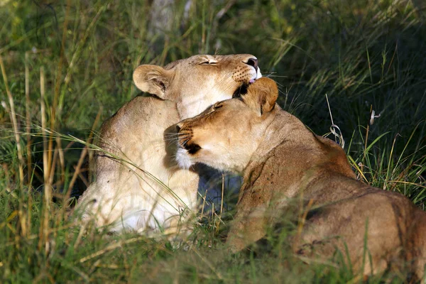 Λιοντάρια Στο Εθνικό Πάρκο Chobe Στη Μποτσουάνα — Φωτογραφία Αρχείου