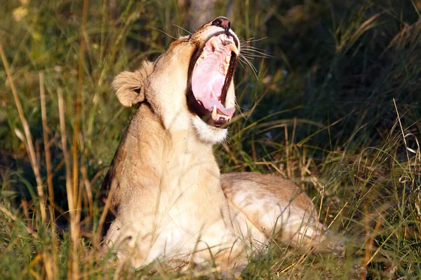 Leoa Parque Nacional Chobe Botsuana — Fotografia de Stock