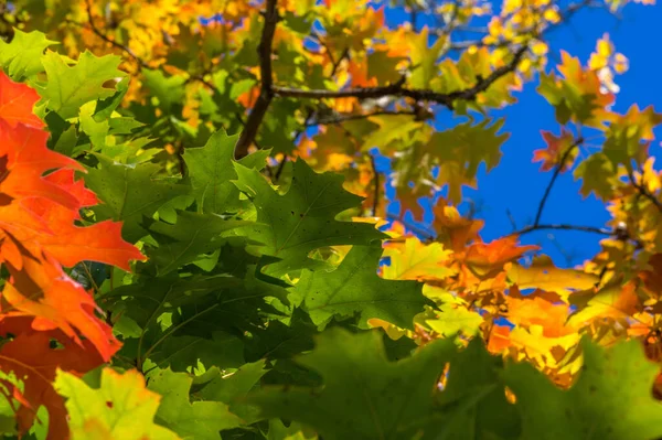 Kleurrijke Herfst Natuur — Stockfoto