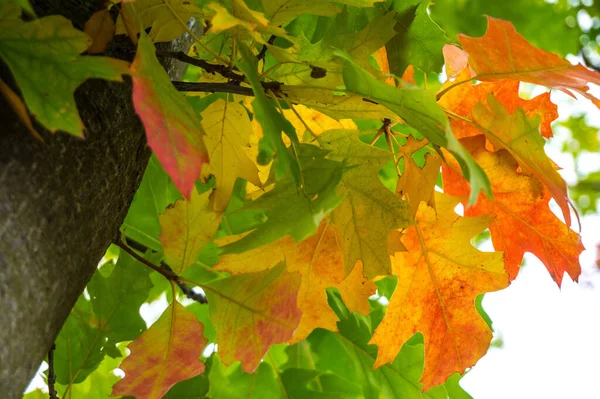 Kolorowa Jesień Przyrodzie — Zdjęcie stockowe