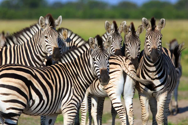 Zebra Állomány Vadon Élő Állatok — Stock Fotó