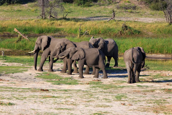 Stádo Slonů Jižní Afrika — Stock fotografie