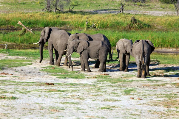 Elefantes Rebanho África Sul — Fotografia de Stock