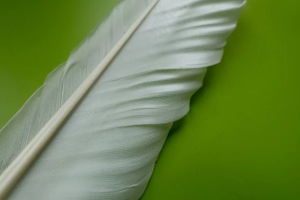 Bílé Ptačí Pírko Zeleném Pozadí — Stock fotografie