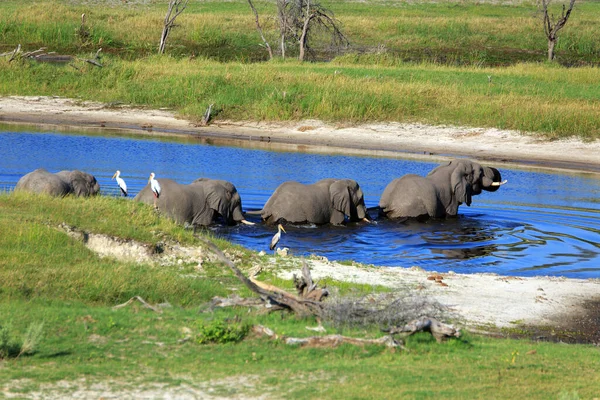 Manada Elefantes Rio Boteti — Fotografia de Stock