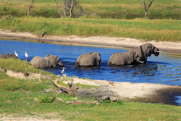 Manada Elefantes Río Boteti —  Fotos de Stock