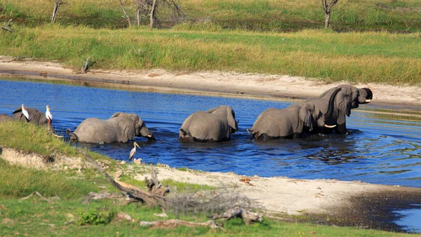Manada Elefantes Rio Boteti — Fotografia de Stock