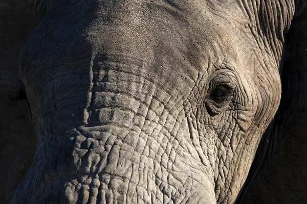 Retrato Touro Elefante — Fotografia de Stock