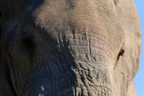 Porträt Eines Elefantenbullen — Stockfoto