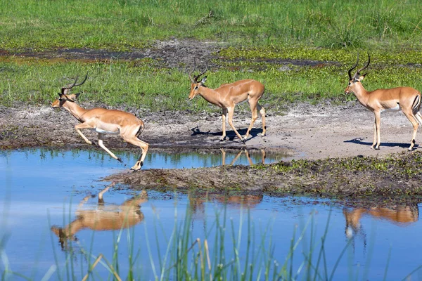 Boteti Nehri Üzerindeki Impala Doğa Manzarası Üzerine — Stok fotoğraf