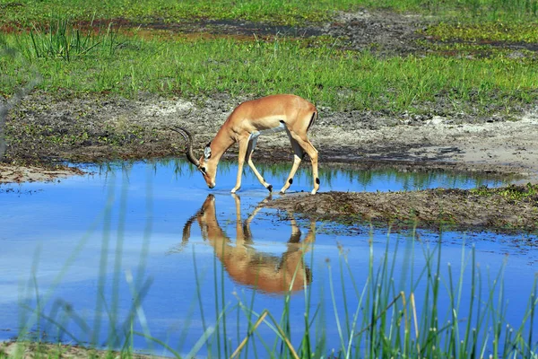 Impala Boteti Rivier Natuur Landschap Achtergrond — Stockfoto