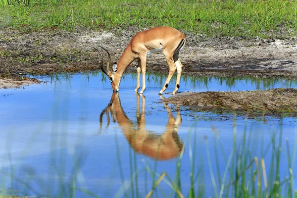 Boteti河上的Impala 自然景观背景 — 图库照片
