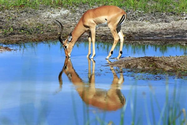 Boteti Nehri Üzerindeki Impala Doğa Manzarası Üzerine — Stok fotoğraf