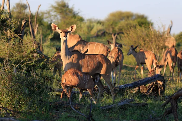 Kudu Antilop Állatok Vadon Élő Állatok Természet Fauna — Stock Fotó
