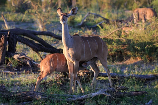 Kudu Antilopen Dieren Het Wild Natuur Fauna — Stockfoto