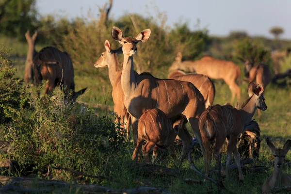 Kudu Antelope Animais Selvagens Fauna Natureza — Fotografia de Stock