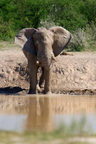 Éléphant Point Eau Animal Africain — Photo