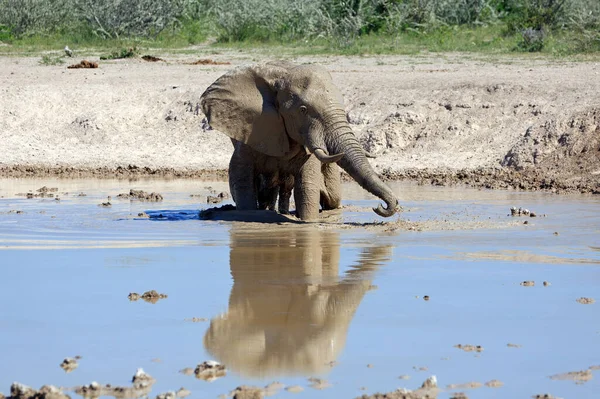 Elefante Buraco Água Animal Africano — Fotografia de Stock