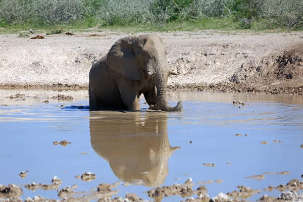 Elefante Abrevadero Animal Africano — Foto de Stock