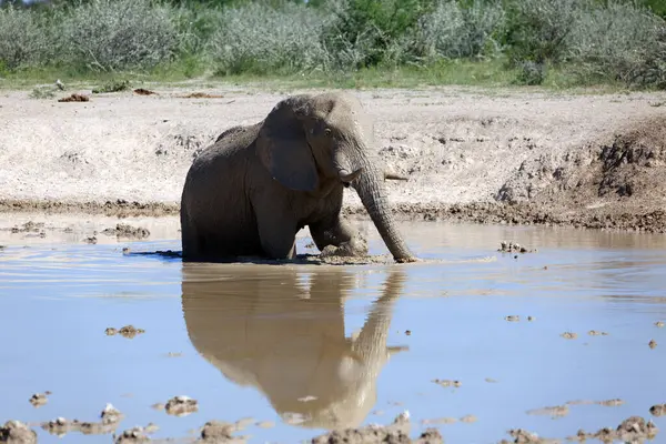 Elefant Wasserloch Afrikanisches Tier — Stockfoto