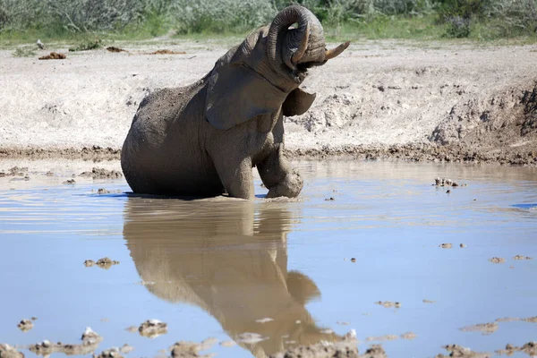 Elefante Abrevadero Animal Africano — Foto de Stock