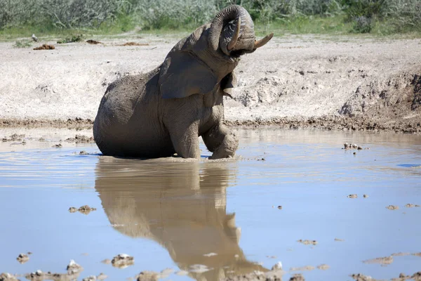 Elefant Wasserloch Afrikanisches Tier — Stockfoto