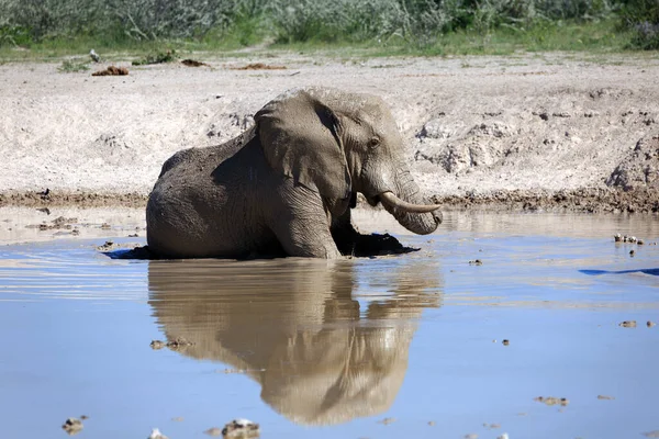 Elefant Wasserloch Afrikanisches Tier — Stockfoto