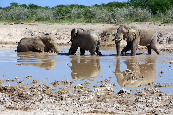 Słonie Savannah Słonie Pustynne — Zdjęcie stockowe
