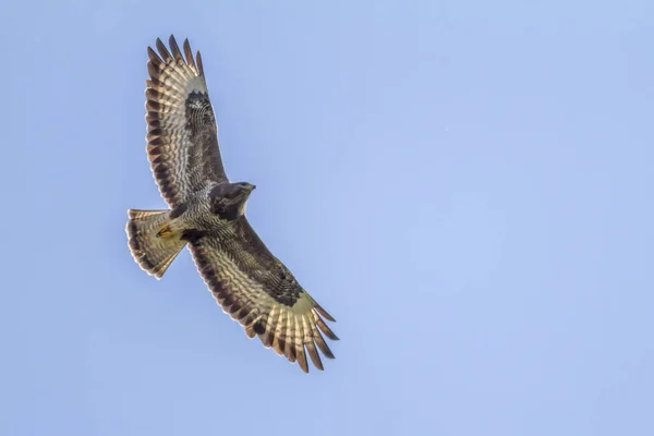 Vliegende Buizerd Jacht — Stockfoto