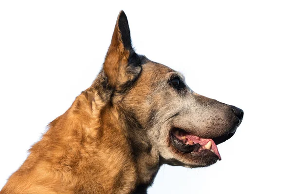 Belgian Shepherd Police Dog — Stock Photo, Image