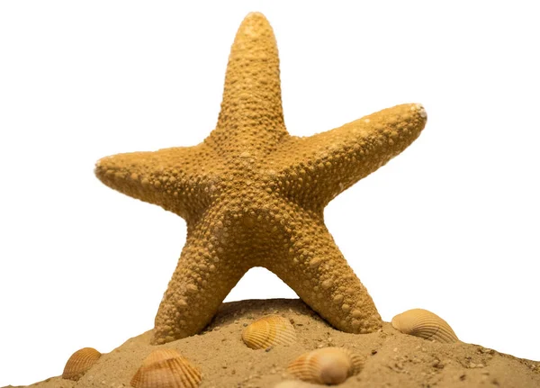 Starfish Sandy Beach — Stock Photo, Image