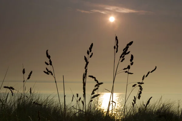 Trávy Pláži Baltského Moře Podsvícení Zapadajícího Slunceostsee Létě Sluncem Podsvícení — Stock fotografie