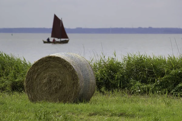 Zeesboote Bodden Été Avec Des Voiles Brunes Mer Baltique Été — Photo