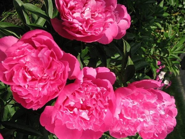 Рожеві Квіти Півонії Саду — стокове фото