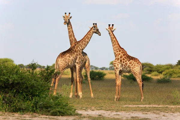 Savannah Girafa Animais Girafas Altas — Fotografia de Stock