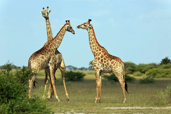 Savannah Žirafa Zvířata Vysoké Žirafy — Stock fotografie