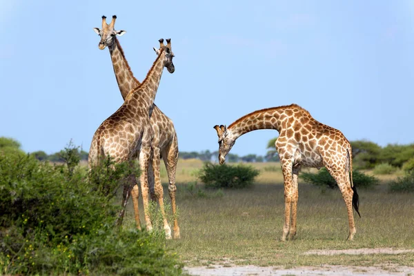 Savannah Girafa Animais Girafas Altas — Fotografia de Stock